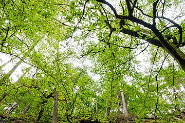 Wald
