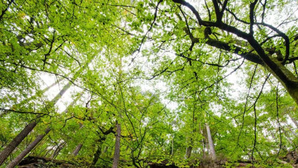 Wald