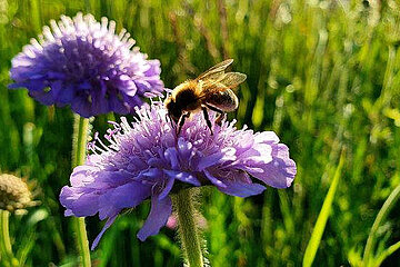 Biene auf Blüte