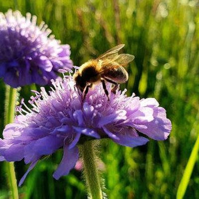 Biene auf Blüte
