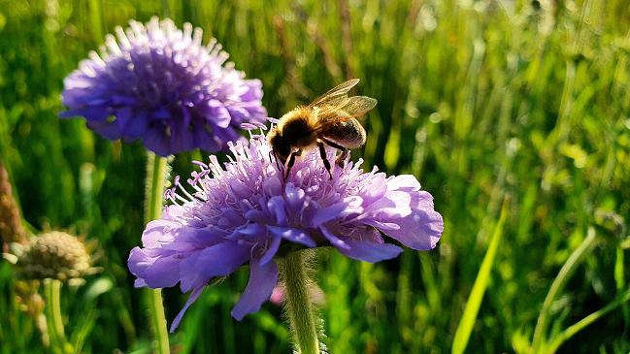 Biene auf Blüte