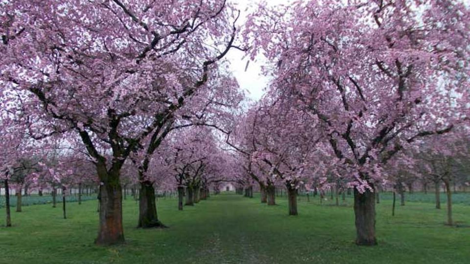 japanische Zierkirsche