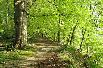 Wald