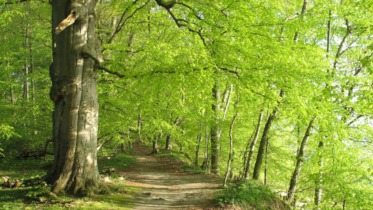 Wald