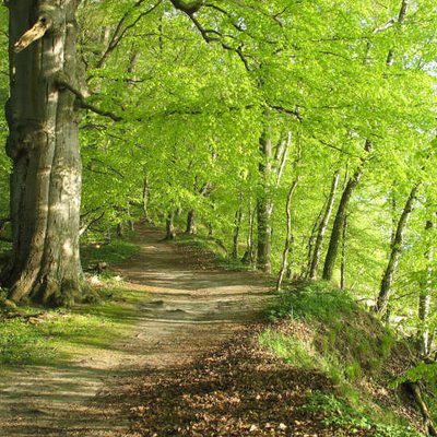 Wald