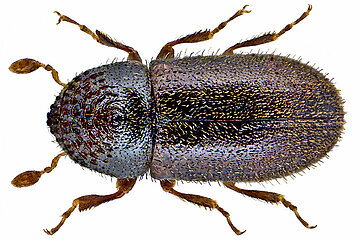 Borkenkäfer