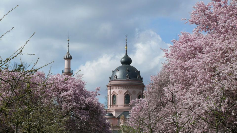 Kirschblüte