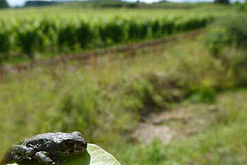 Amphibien