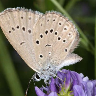 Schmetterling