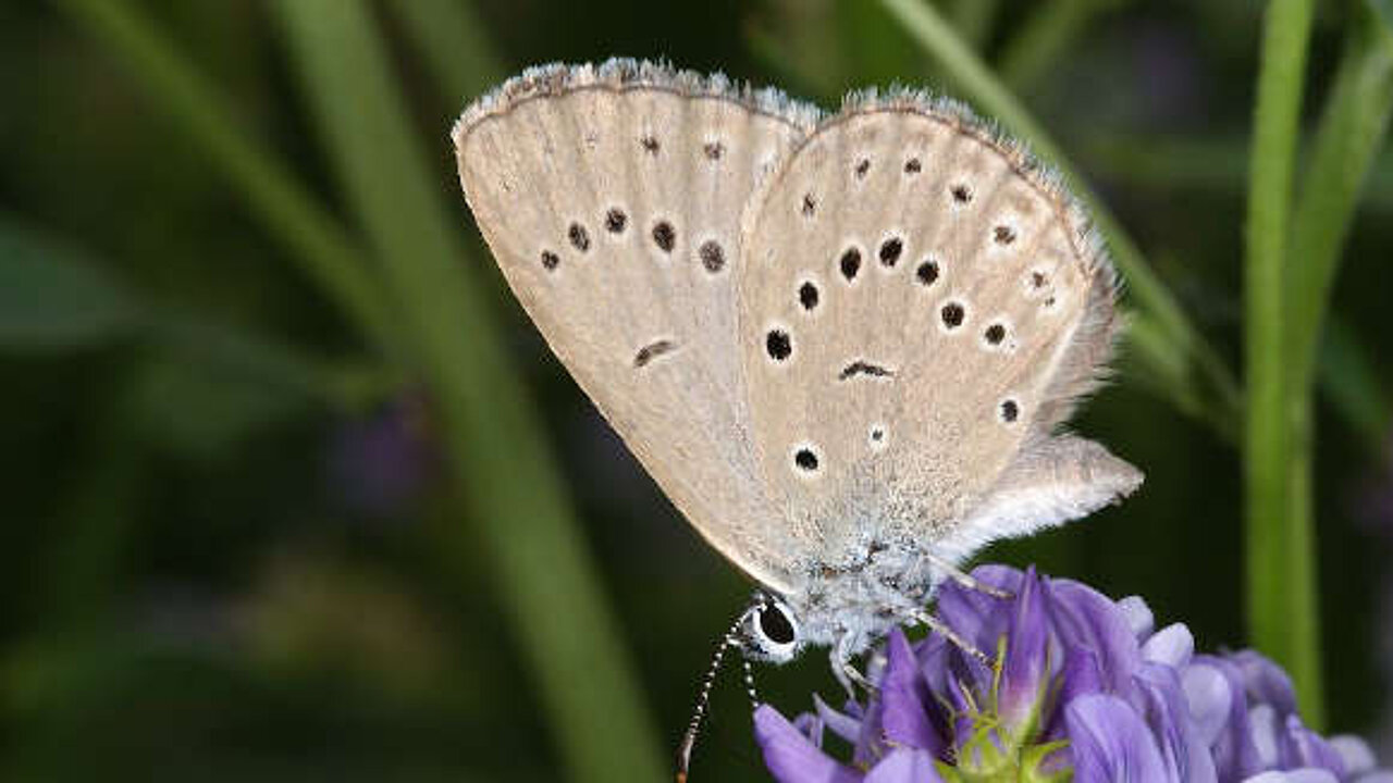 Schmetterling