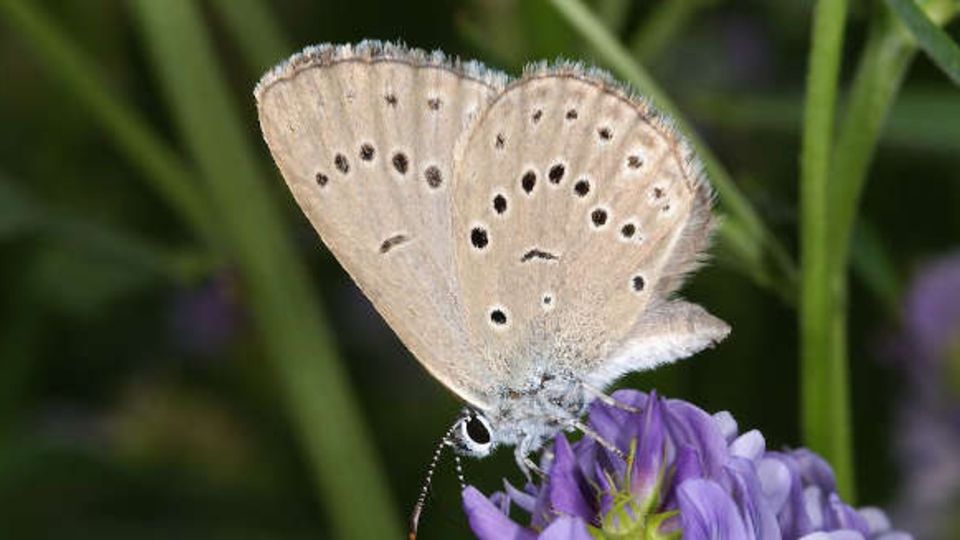 Schmetterling