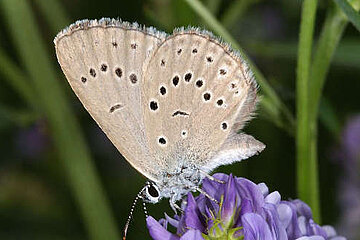 Schmetterling