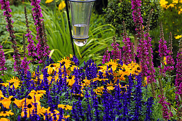 Stauden im Garten