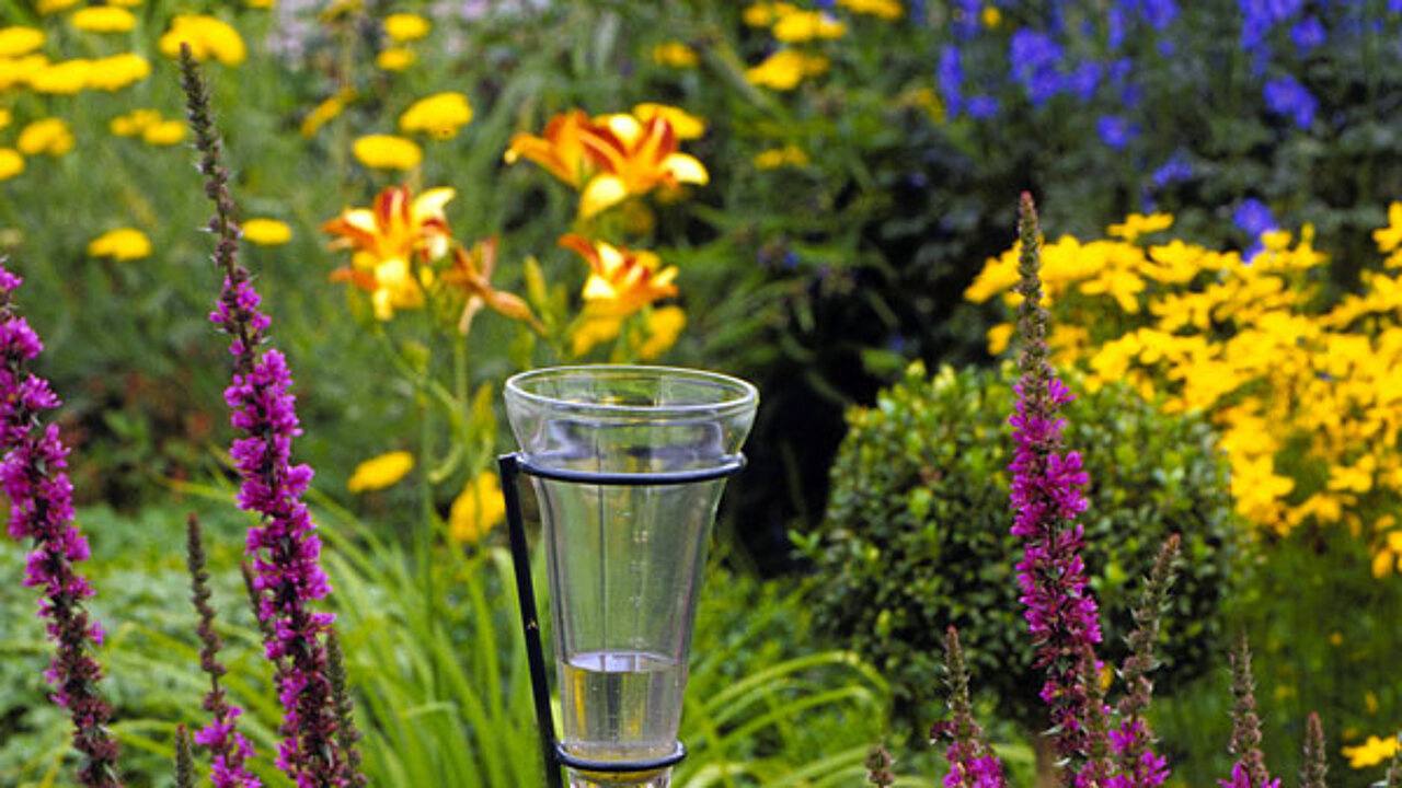 Stauden im Garten