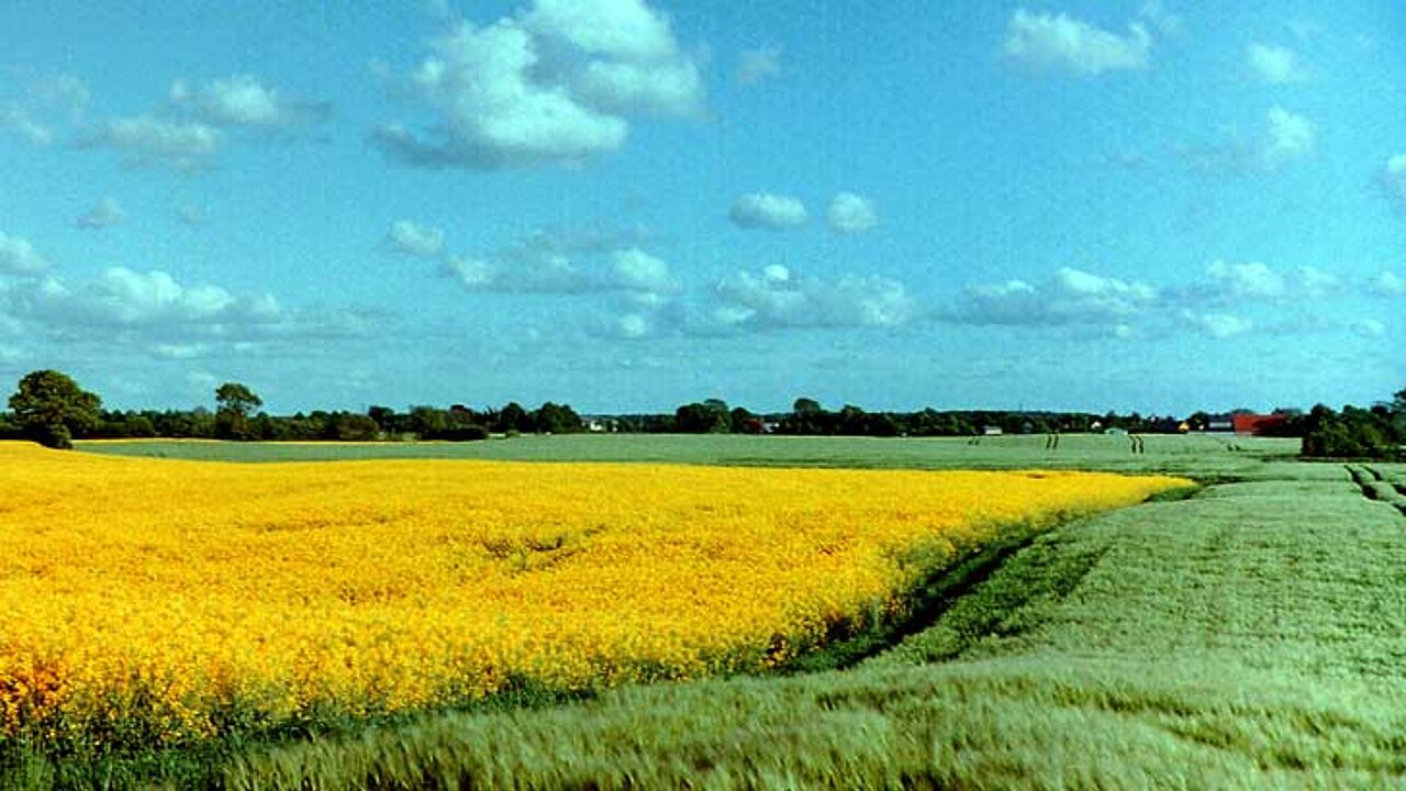 Rapsfeld