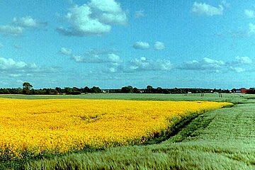 Rapsfeld