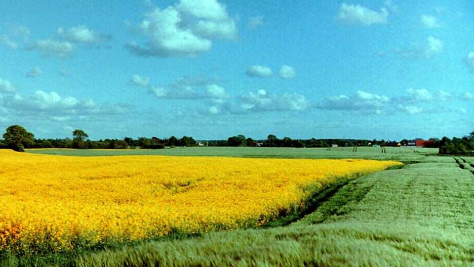 Rapsfeld