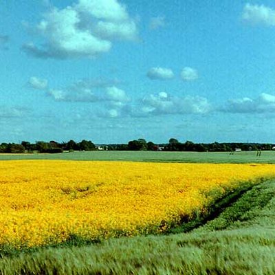 Rapsfeld