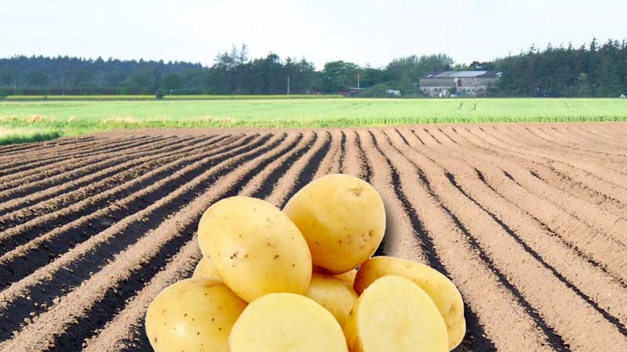 Kartoffelsorte Bintje
