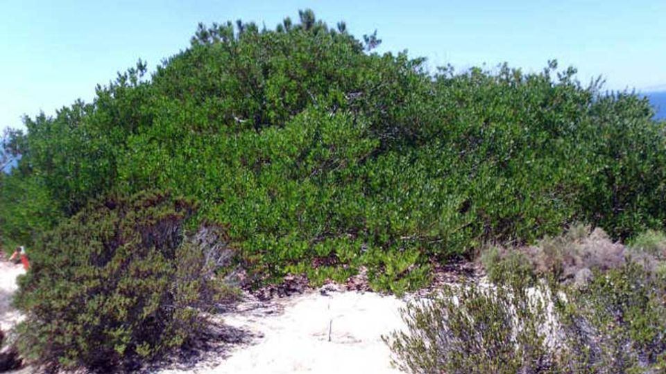 Acacia longifolia