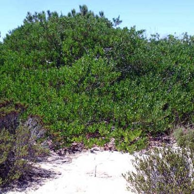 Acacia longifolia