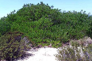Acacia longifolia