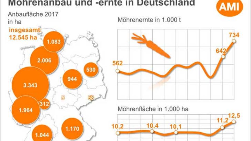 Möhre