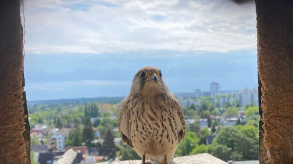 Turmfalke