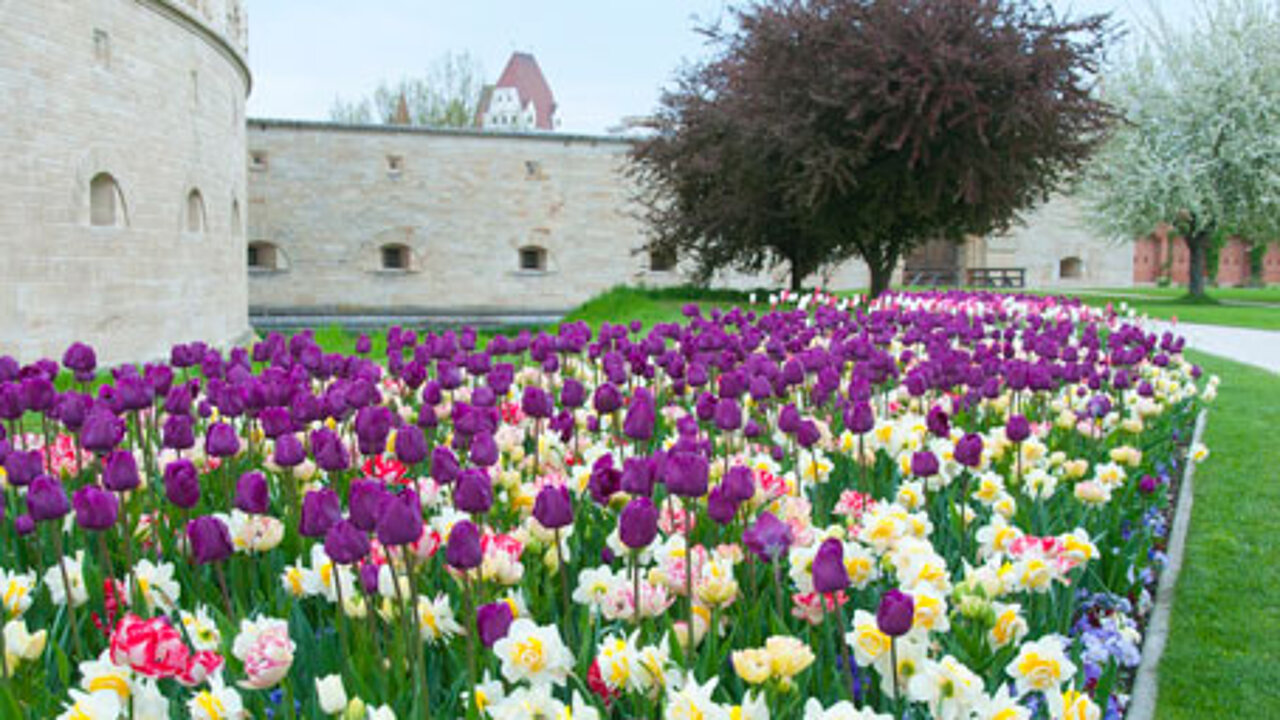 Blumenzwiebel Kombination