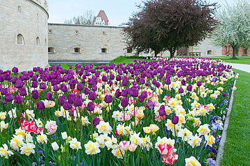 Blumenzwiebel Kombination