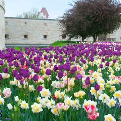 Blumenzwiebel Kombination