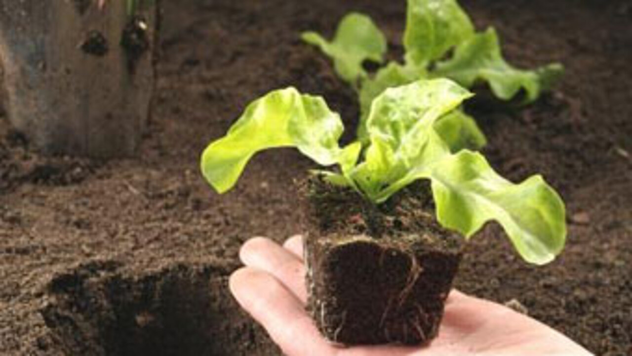 Gartentherapie