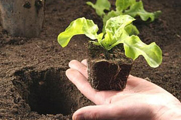 Gartentherapie