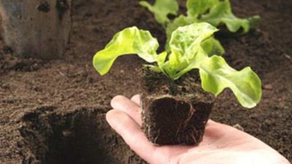 Gartentherapie