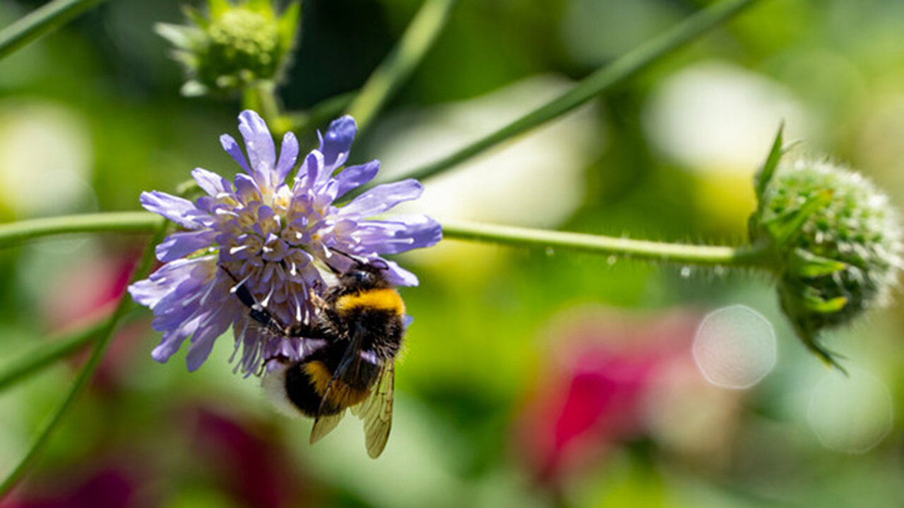 Wildbienen