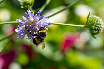 Wildbienen