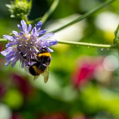 Wildbienen