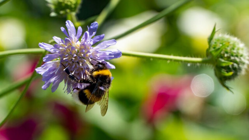 Wildbienen