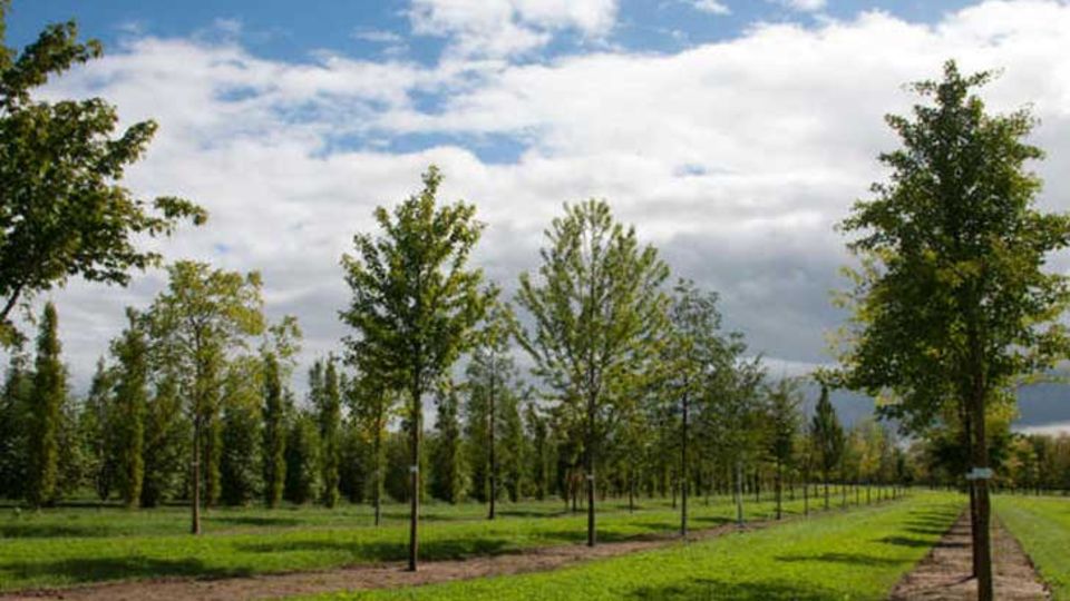Stadtbäume