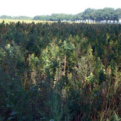 Quinoa-Feld