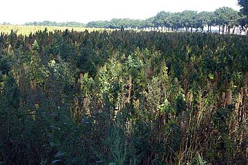 Quinoa-Feld