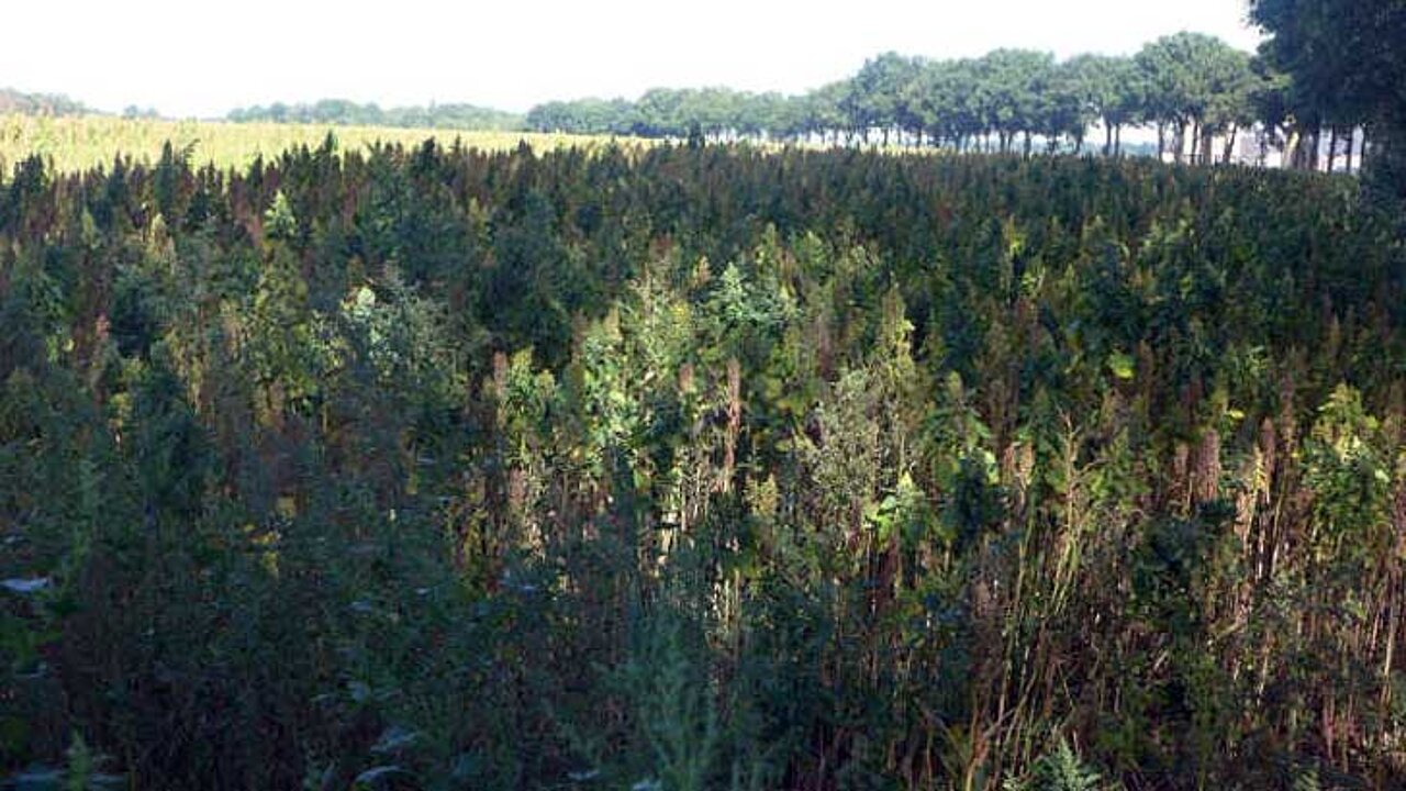 Quinoa-Feld