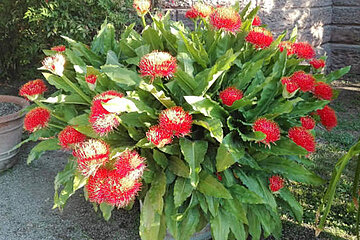 Prachtblume