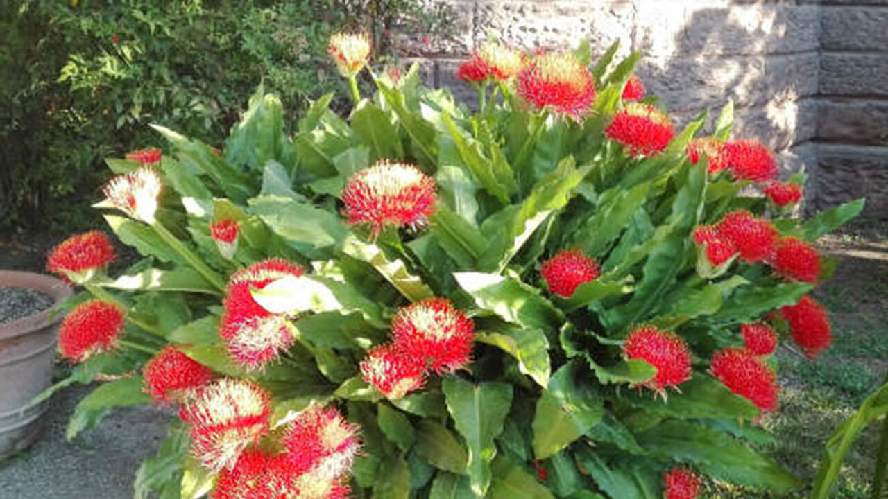 Prachtblume