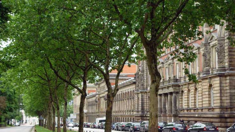 Stadtbäume