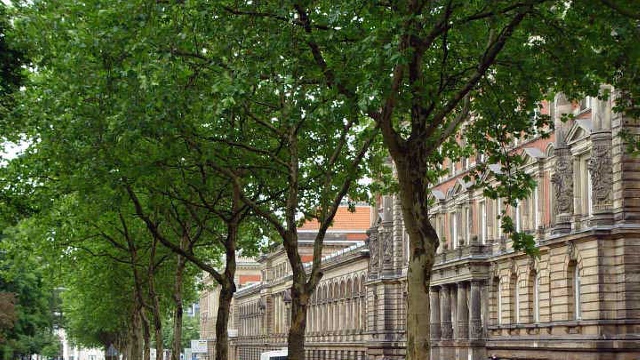 Stadtbäume