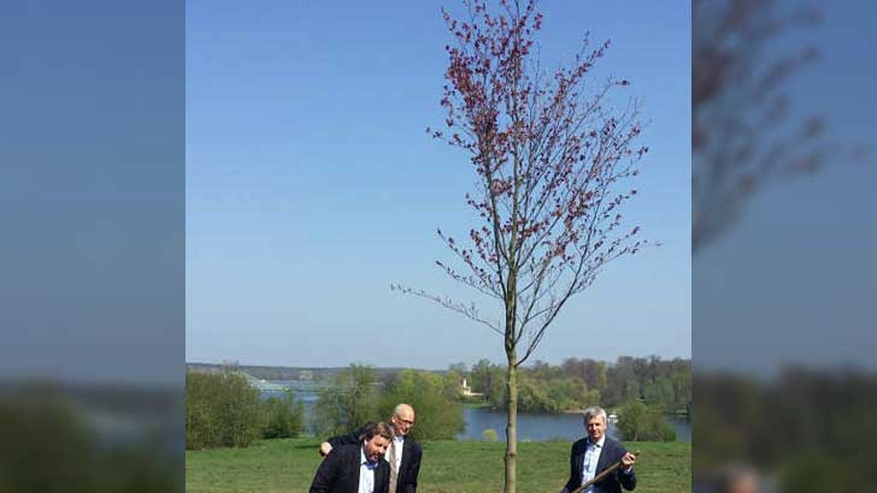 Blutbuche im Park Babelsberg