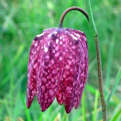 Schachblume