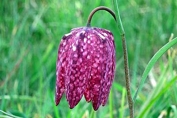 Schachblume