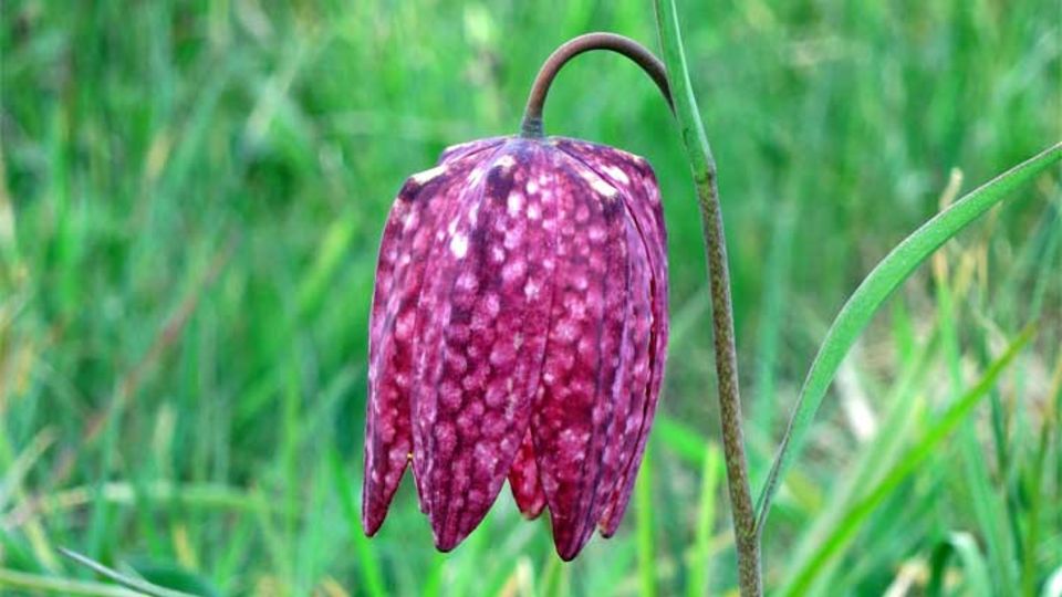Schachblume